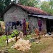 Foto : Rumah Tidak layak Hini yang berada di desa Juluk kecamatan Saronggi  Sumenep 