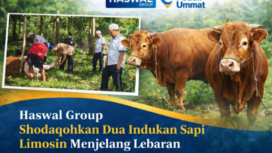 Foto ; Haswal Group Salurkan Bantuan 2 Ekor Sapi Indukan limousin Siap di Shodaqohkan di Warga Desa Ellak daya kecamatan Lenteng Sumenep Madura Jawa Timur 