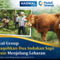 Foto ; Haswal Group Salurkan Bantuan 2 Ekor Sapi Indukan limousin Siap di Shodaqohkan di Warga Desa Ellak daya kecamatan Lenteng Sumenep Madura Jawa Timur 